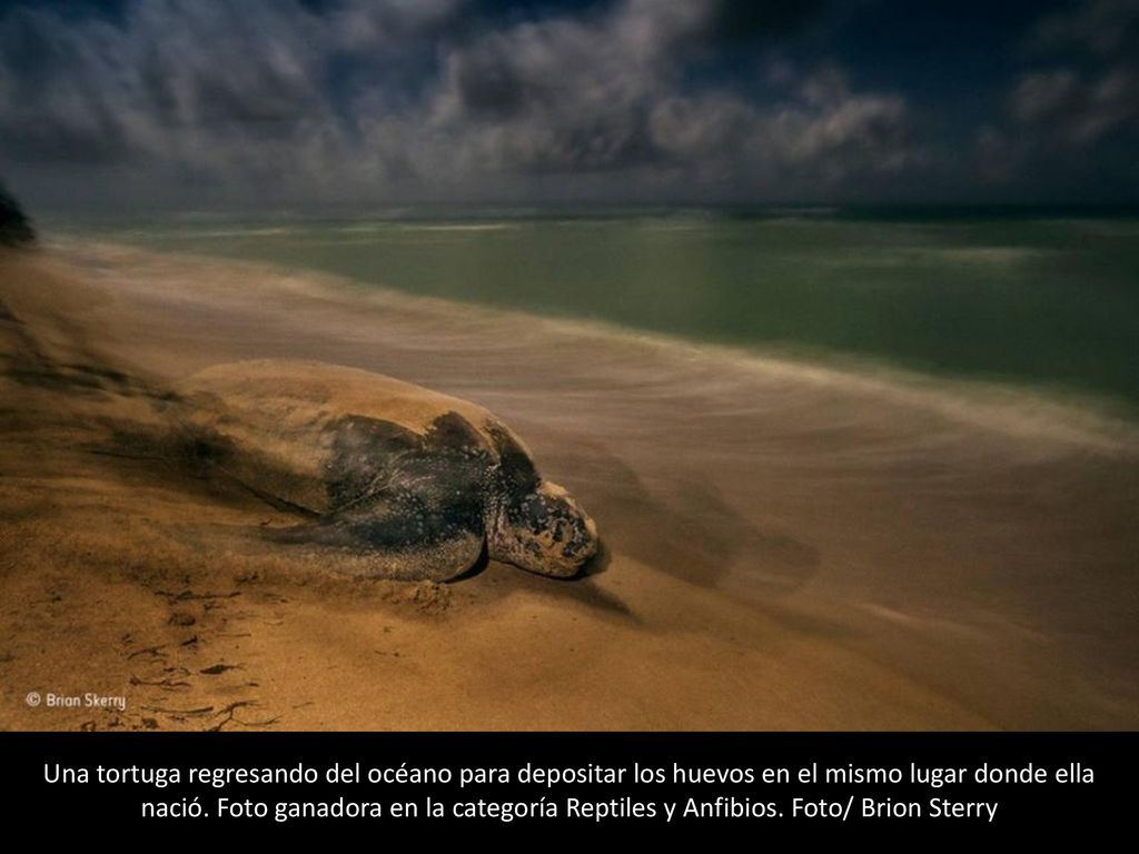 Una tortuga regresando del océano para depositar los huevos en el mismo lugar donde ella nació.