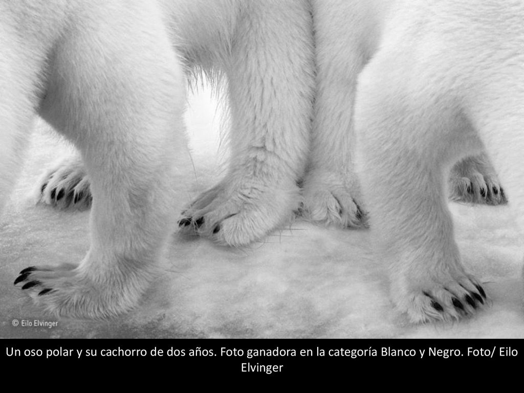 Un oso polar y su cachorro de dos años