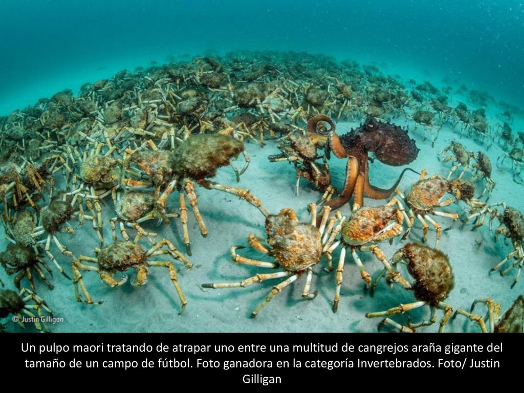 Un pulpo maori tratando de atrapar uno entre una multitud de cangrejos araña gigante del tamaño de un campo de fútbol.