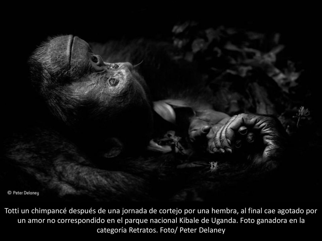 Totti un chimpancé después de una jornada de cortejo por una hembra, al final cae agotado por un amor no correspondido en el parque nacional Kibale de Uganda.