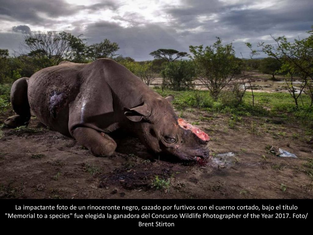 La impactante foto de un rinoceronte negro, cazado por furtivos con el cuerno cortado, bajo el título Memorial to a species fue elegida la ganadora del Concurso Wildlife Photographer of the Year 2017.