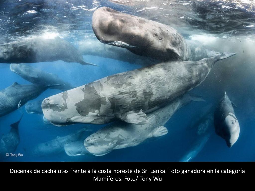 Docenas de cachalotes frente a la costa noreste de Sri Lanka