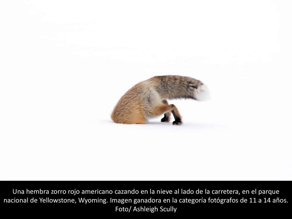 Una hembra zorro rojo americano cazando en la nieve al lado de la carretera, en el parque nacional de Yellowstone, Wyoming.