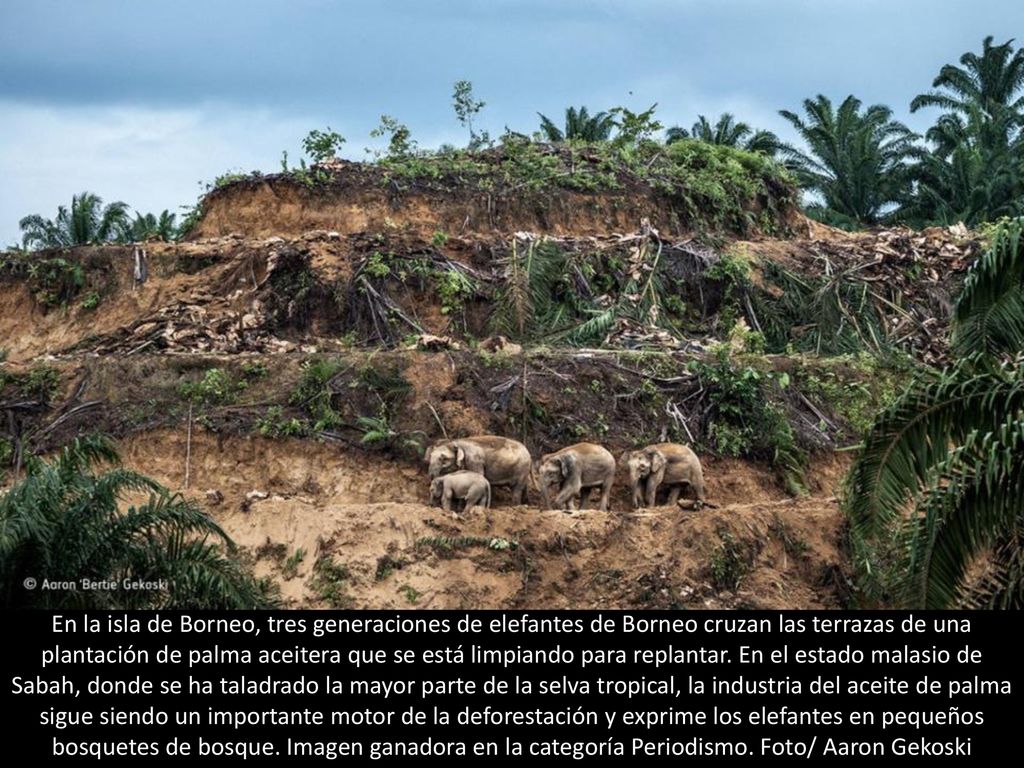 En la isla de Borneo, tres generaciones de elefantes de Borneo cruzan las terrazas de una plantación de palma aceitera que se está limpiando para replantar.