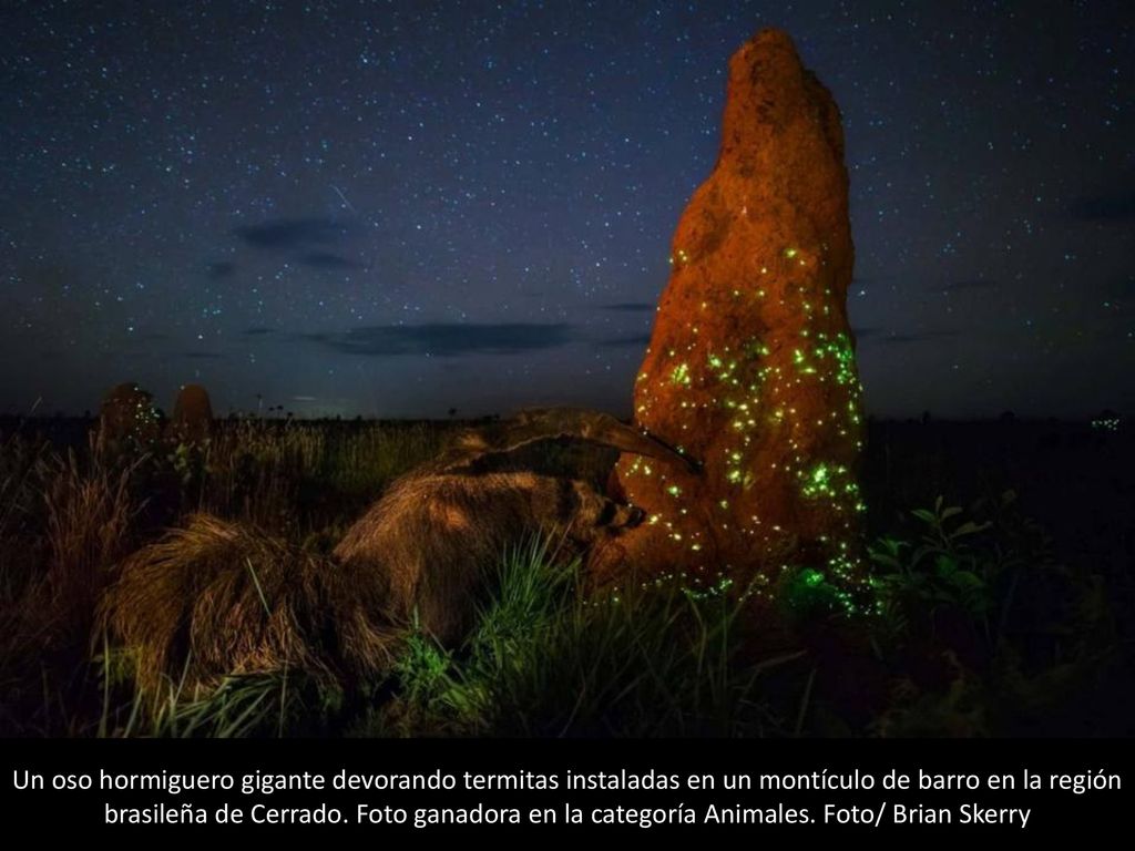 Un oso hormiguero gigante devorando termitas instaladas en un montículo de barro en la región brasileña de Cerrado.