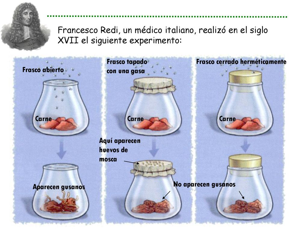 Francesco Redi, un médico italiano, realizó en el siglo XVII el siguiente experimento: