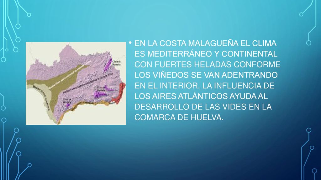 EN LA COSTA MALAGUEÑA EL CLIMA ES MEDITERRÁNEO Y CONTINENTAL CON FUERTES HELADAS CONFORME LOS VIÑEDOS SE VAN ADENTRANDO EN EL INTERIOR.