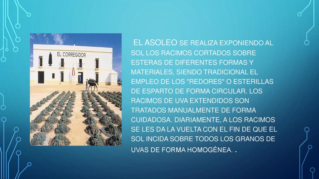 EL ASOLEO SE REALIZA EXPONIENDO AL SOL LOS RACIMOS CORTADOS SOBRE ESTERAS DE DIFERENTES FORMAS Y MATERIALES, SIENDO TRADICIONAL EL EMPLEO DE LOS REDORES O ESTERILLAS DE ESPARTO DE FORMA CIRCULAR.