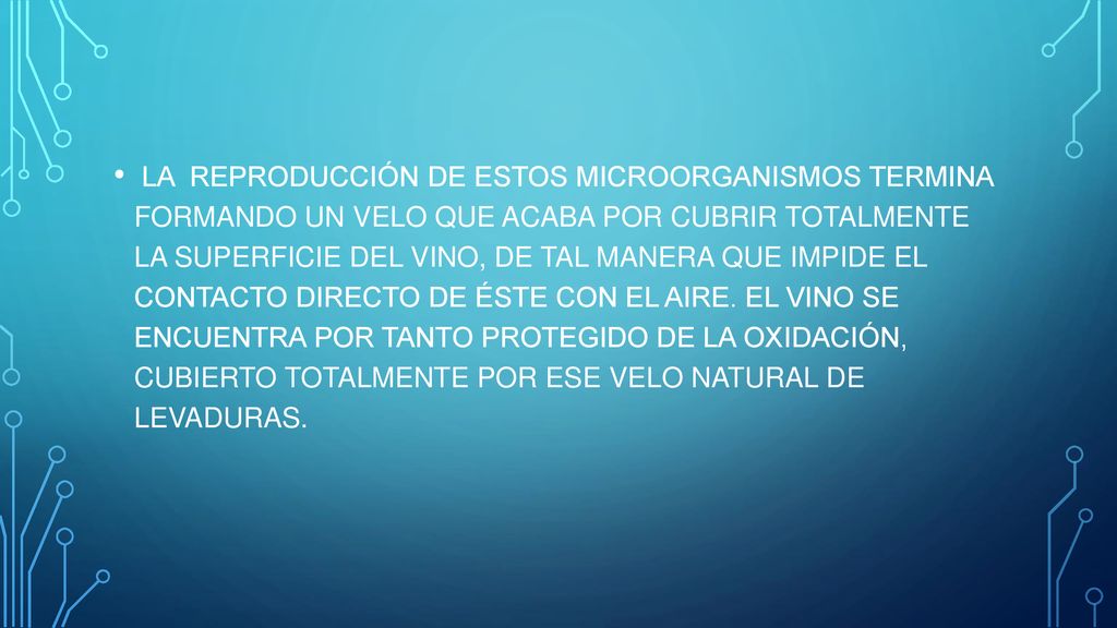 LA REPRODUCCIÓN DE ESTOS MICROORGANISMOS TERMINA FORMANDO UN VELO QUE ACABA POR CUBRIR TOTALMENTE LA SUPERFICIE DEL VINO, DE TAL MANERA QUE IMPIDE EL CONTACTO DIRECTO DE ÉSTE CON EL AIRE.