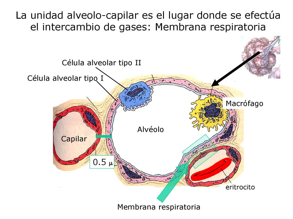 La unidad alveolo-capilar es el lugar donde se efectúa el intercambio de gases: Membrana respiratoria