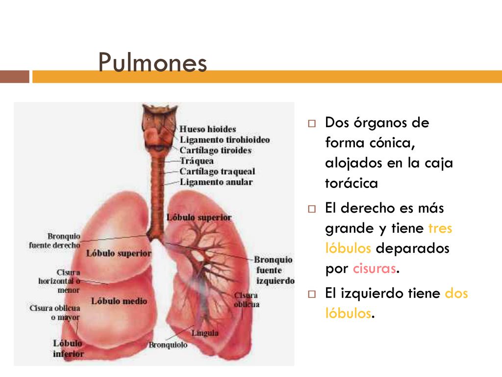Pulmones Dos órganos de forma cónica, alojados en la caja torácica