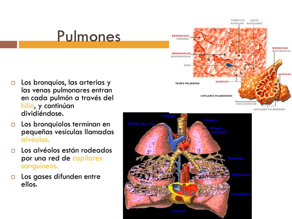 Pulmones Los bronquios, las arterias y las venas pulmonares entran en cada pulmón a través del hilio, y continúan dividiéndose.