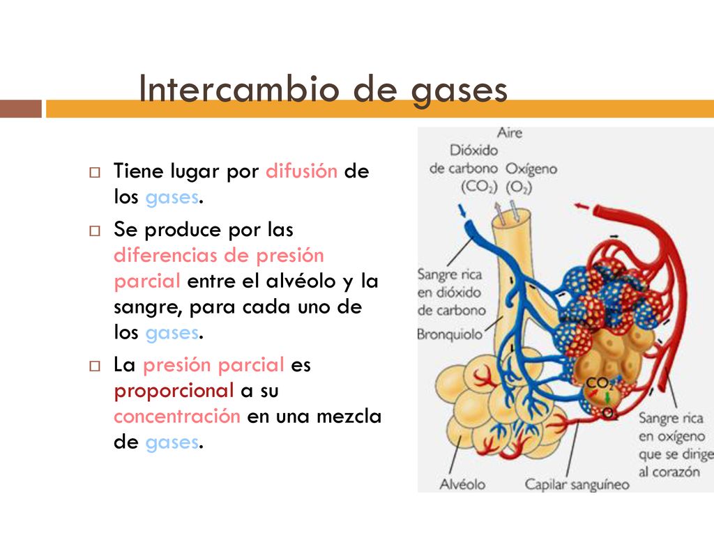 Intercambio de gases Tiene lugar por difusión de los gases.