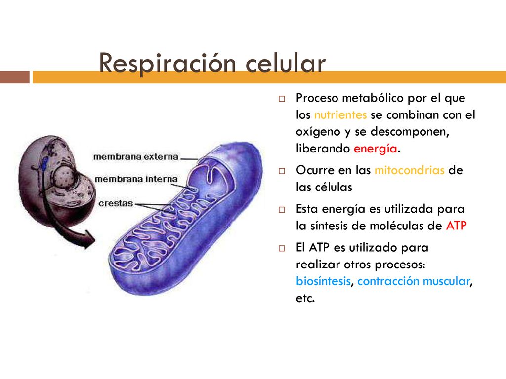Respiración celular Proceso metabólico por el que los nutrientes se combinan con el oxígeno y se descomponen, liberando energía.