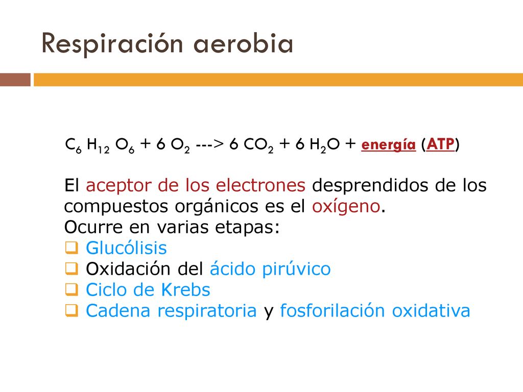 Respiración aerobia C6 H12 O6 + 6 O2 ---> 6 CO2 + 6 H2O + energía (ATP)