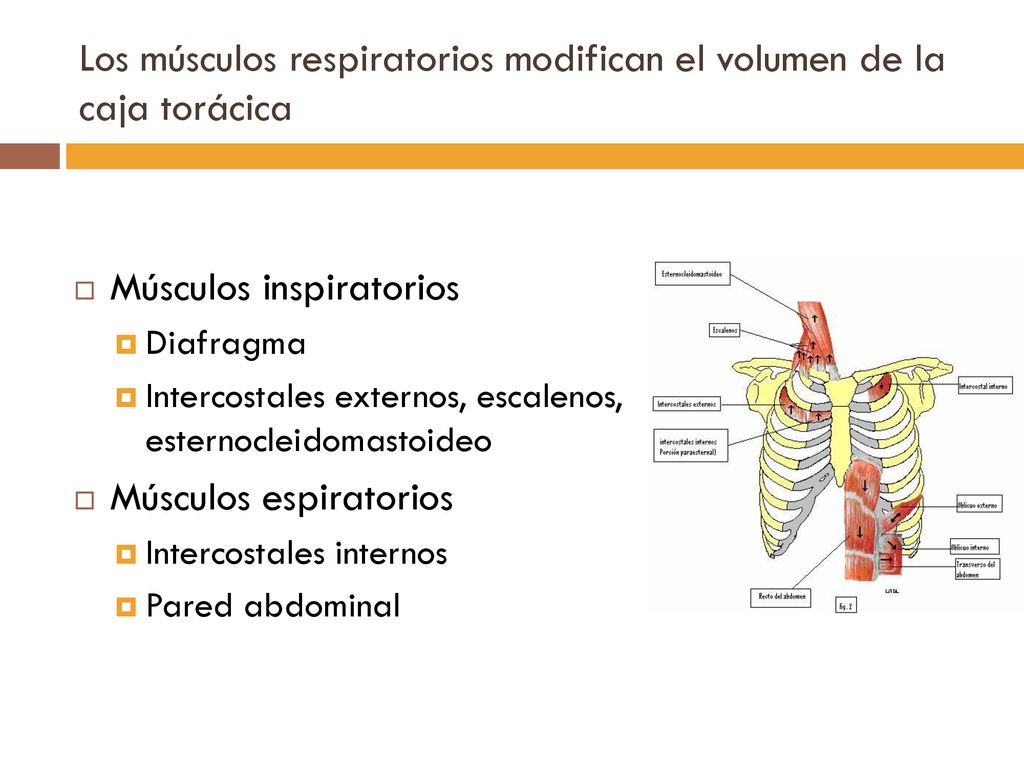 Los músculos respiratorios modifican el volumen de la caja torácica