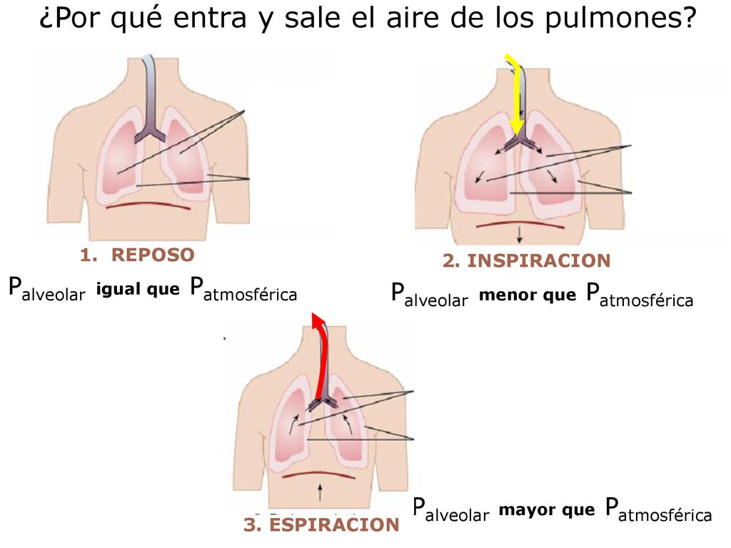 ¿Por qué entra y sale el aire de los pulmones