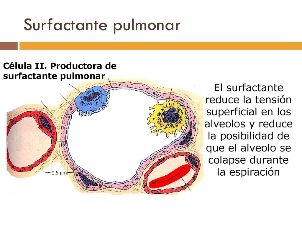 Surfactante pulmonar Célula II. Productora de. surfactante pulmonar.
