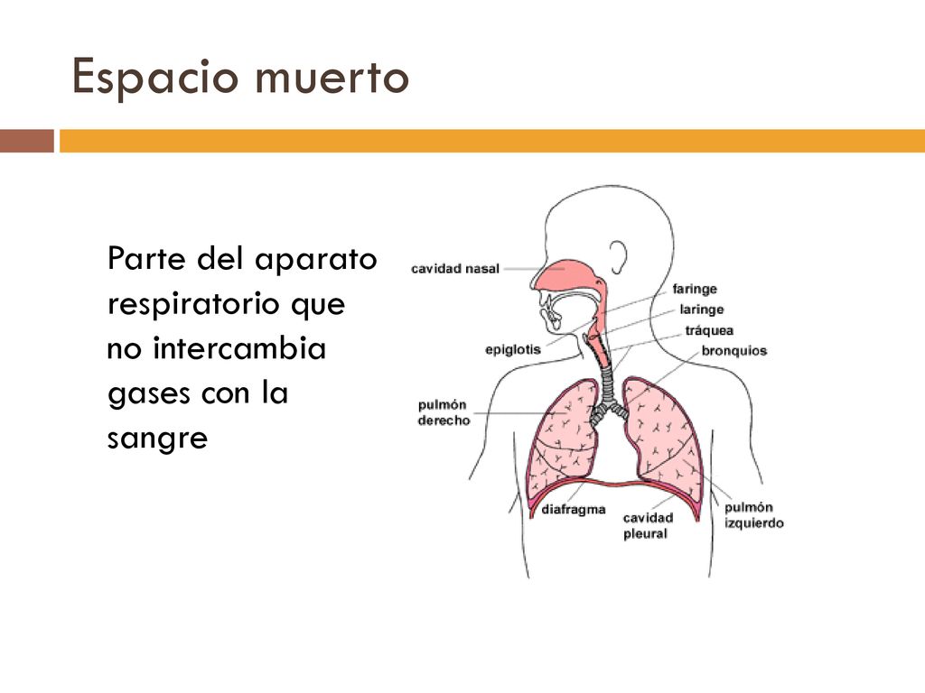 Espacio muerto Parte del aparato respiratorio que no intercambia gases con la sangre