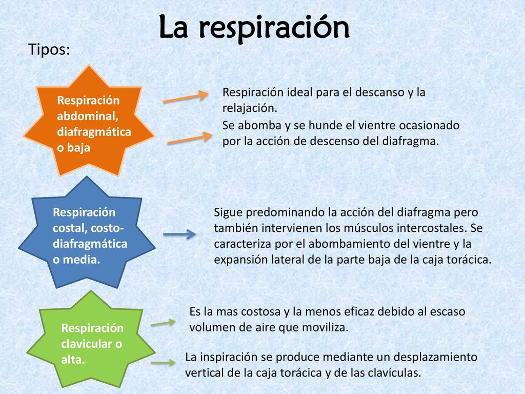 La respiración Tipos: Respiración ideal para el descanso y la relajación. Respiración. abdominal, diafragmática o baja.