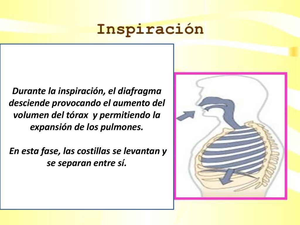 En esta fase, las costillas se levantan y se separan entre sí.