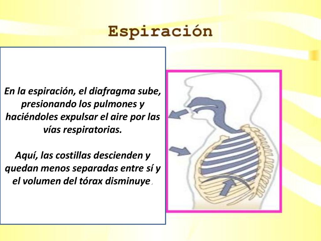 En la espiración, el diafragma sube, presionando los pulmones y haciéndoles expulsar el aire por las vías respiratorias.