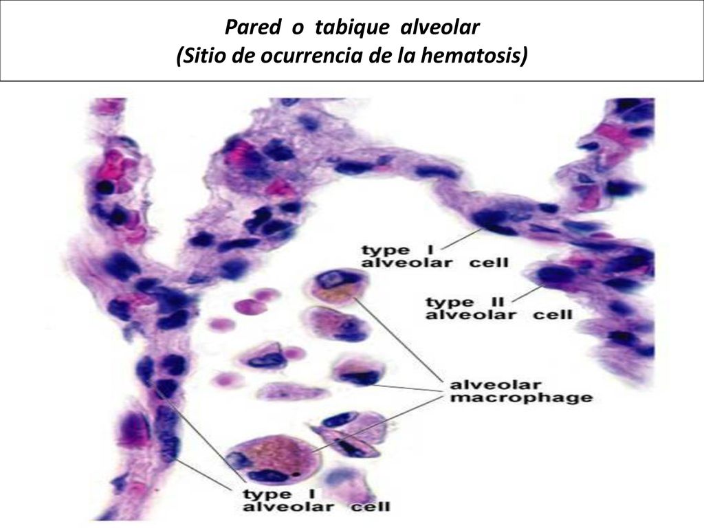 Pared o tabique alveolar (Sitio de ocurrencia de la hematosis)