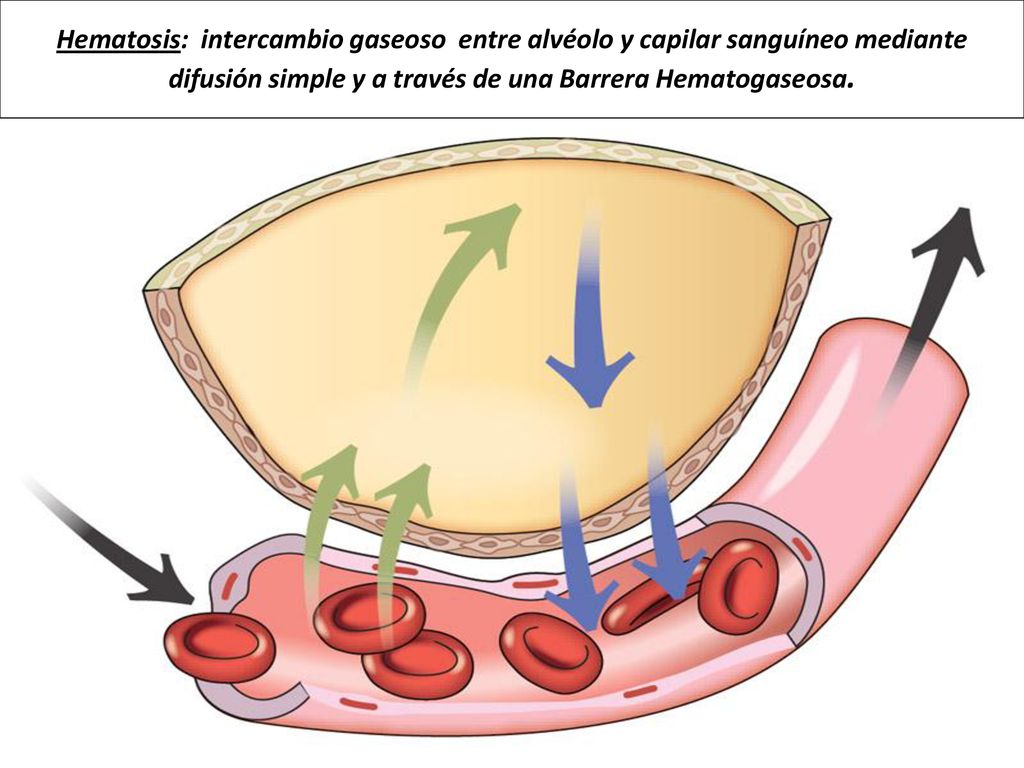 Hematosis: intercambio gaseoso entre alvéolo y capilar sanguíneo mediante difusión simple y a través de una Barrera Hematogaseosa.