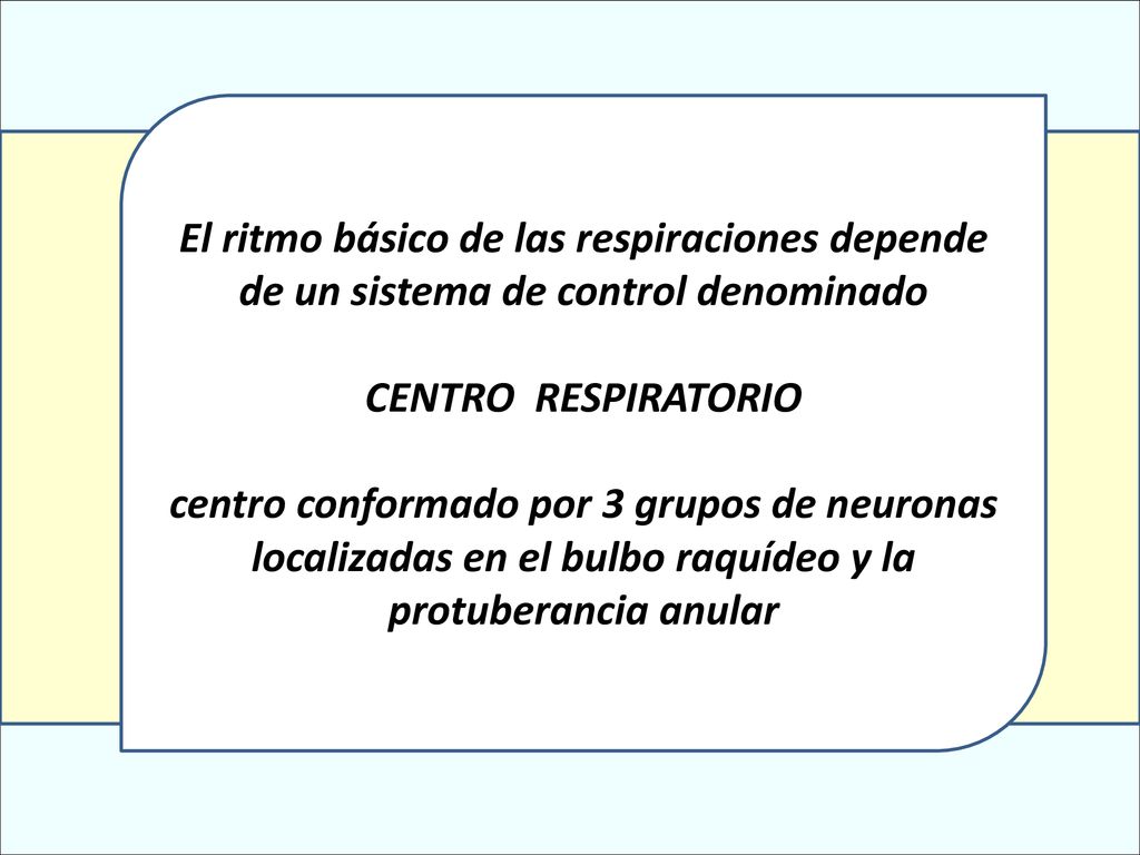 El ritmo básico de las respiraciones depende de un sistema de control denominado