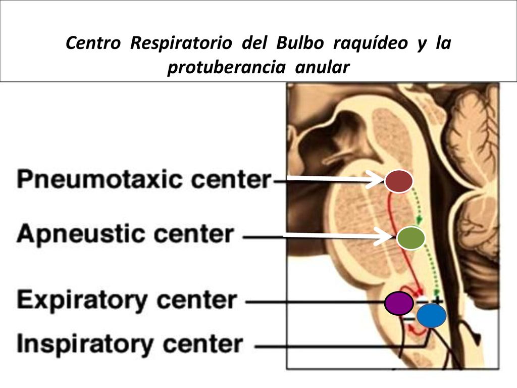 Centro Respiratorio del Bulbo raquídeo y la protuberancia anular