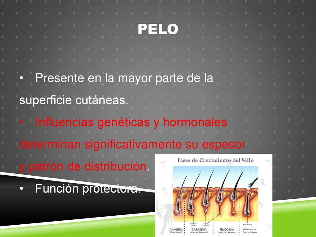 PELO Presente en la mayor parte de la superficie cutáneas.