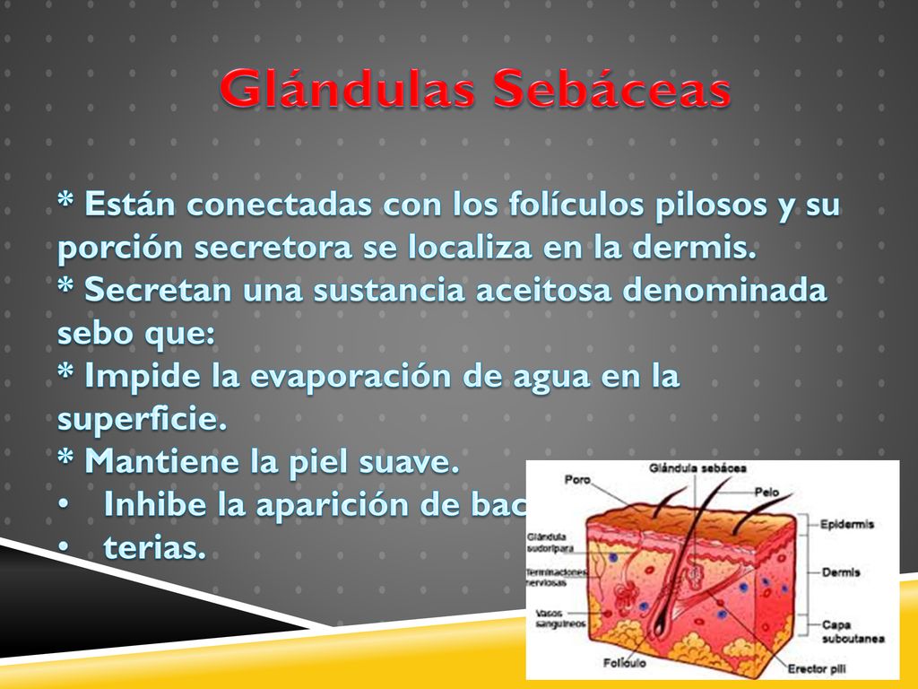 Glándulas Sebáceas * Están conectadas con los folículos pilosos y su