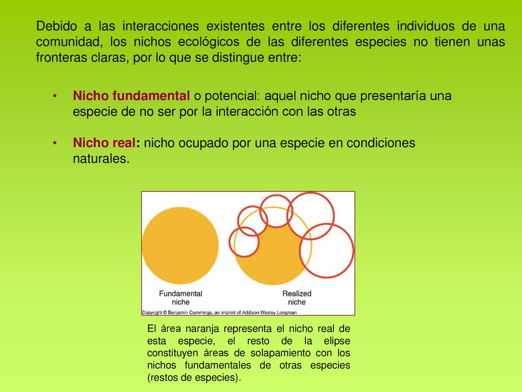 Nicho real: nicho ocupado por una especie en condiciones naturales.