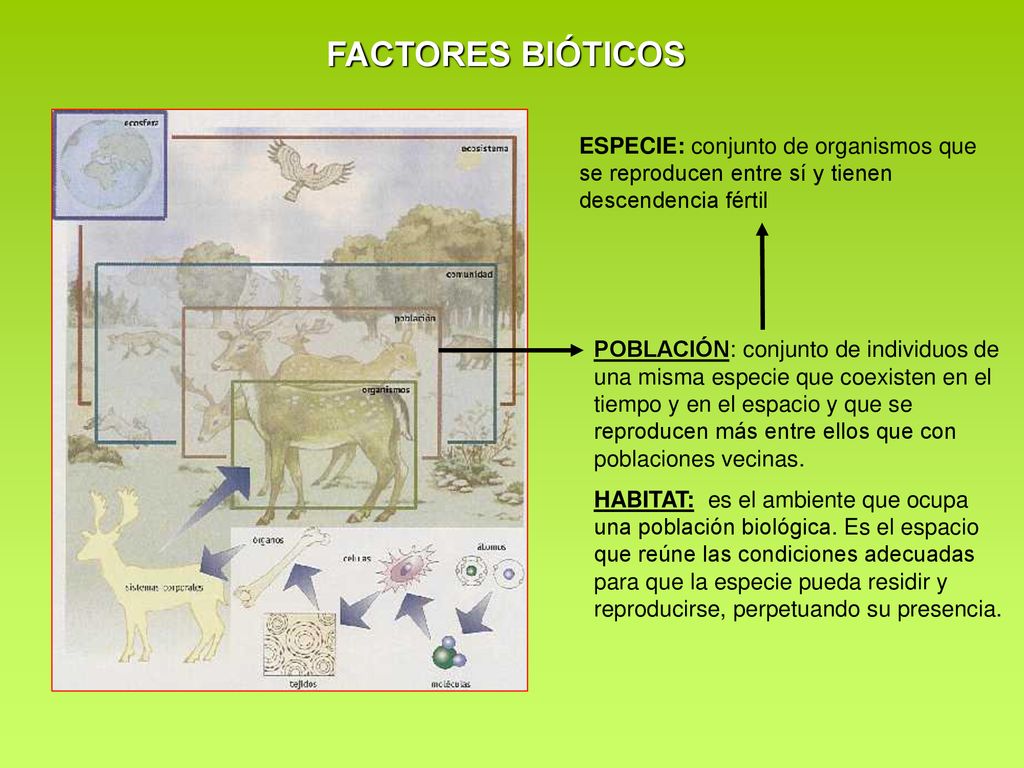 FACTORES BIÓTICOS ESPECIE: conjunto de organismos que se reproducen entre sí y tienen descendencia fértil.