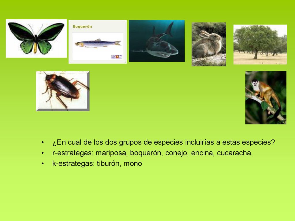 ¿En cual de los dos grupos de especies incluirías a estas especies