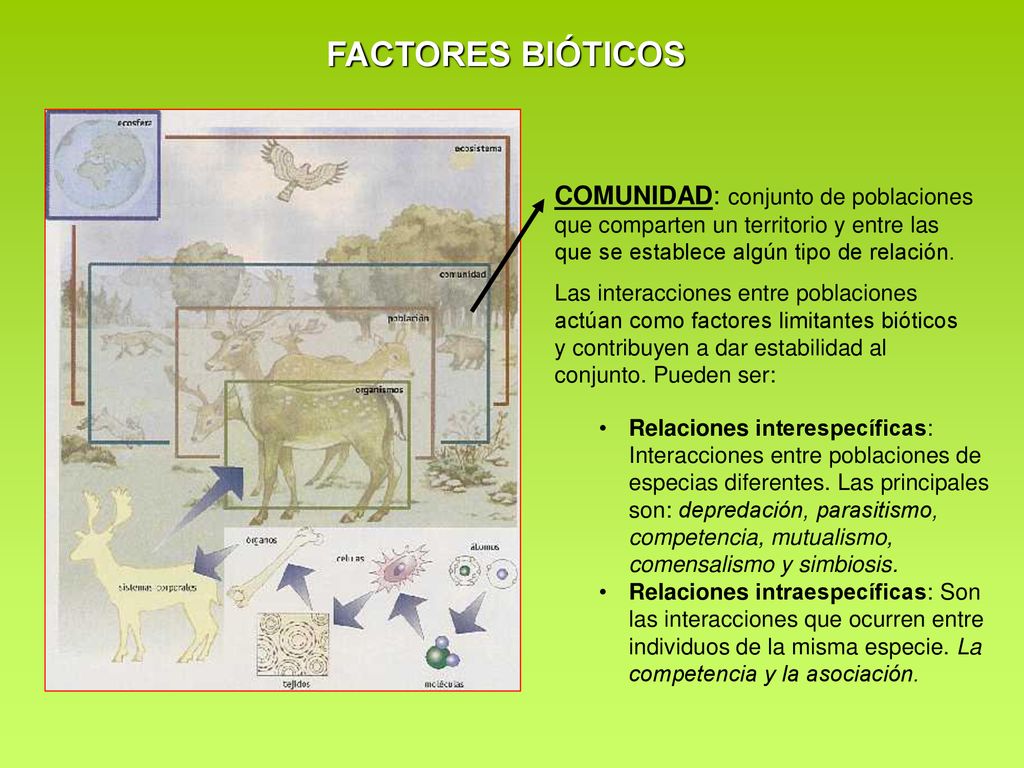 FACTORES BIÓTICOS COMUNIDAD: conjunto de poblaciones que comparten un territorio y entre las que se establece algún tipo de relación.