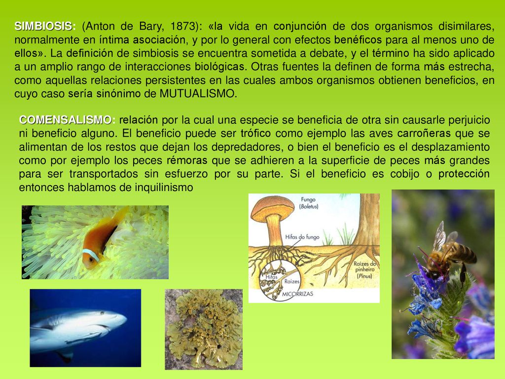 SIMBIOSIS: (Anton de Bary, 1873): «la vida en conjunción de dos organismos disimilares, normalmente en íntima asociación, y por lo general con efectos benéficos para al menos uno de ellos». La definición de simbiosis se encuentra sometida a debate, y el término ha sido aplicado a un amplio rango de interacciones biológicas. Otras fuentes la definen de forma más estrecha, como aquellas relaciones persistentes en las cuales ambos organismos obtienen beneficios, en cuyo caso sería sinónimo de MUTUALISMO.