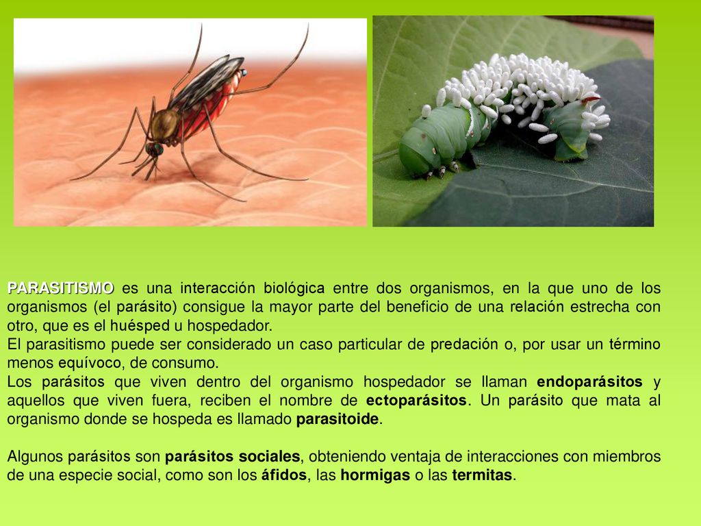 PARASITISMO es una interacción biológica entre dos organismos, en la que uno de los organismos (el parásito) consigue la mayor parte del beneficio de una relación estrecha con otro, que es el huésped u hospedador.