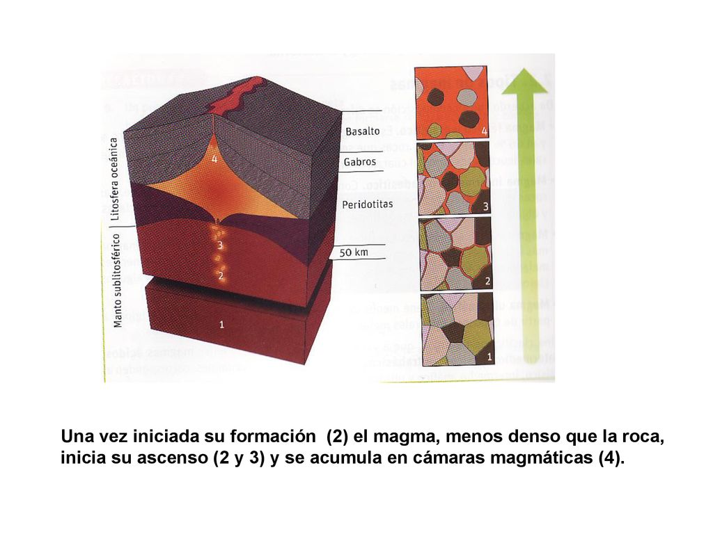 Una vez iniciada su formación (2) el magma, menos denso que la roca,