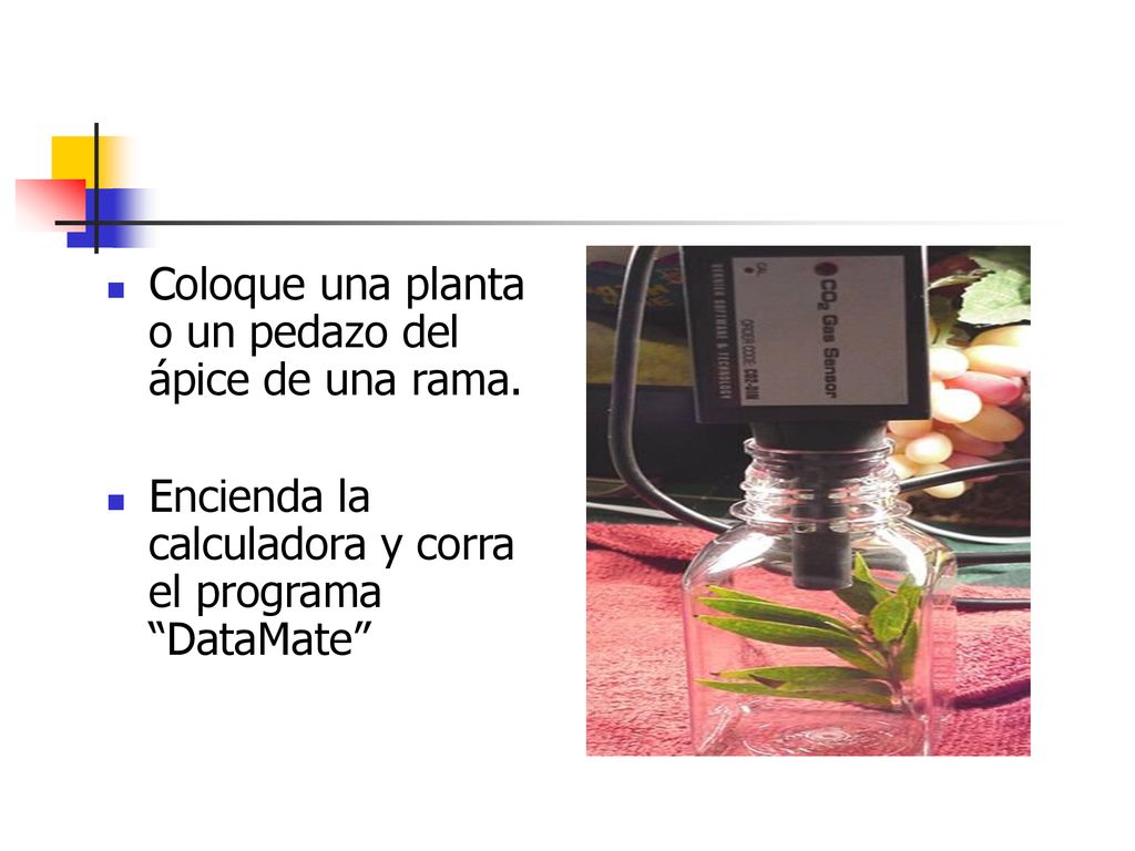 Coloque una planta o un pedazo del ápice de una rama.