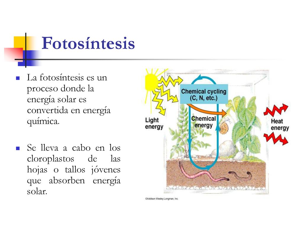 Fotosíntesis La fotosíntesis es un proceso donde la energía solar es convertida en energía química.