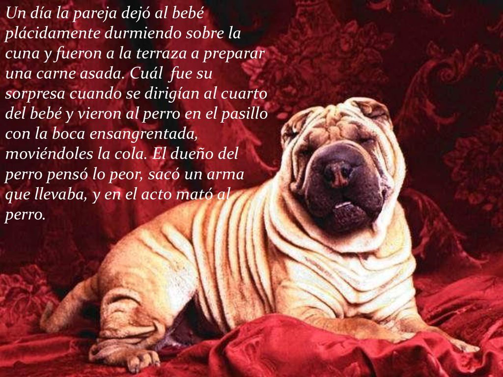 Un día la pareja dejó al bebé plácidamente durmiendo sobre la cuna y fueron a la terraza a preparar una carne asada. Cuál fue su sorpresa cuando se dirigían al cuarto del bebé y vieron al perro en el pasillo con la boca ensangrentada, moviéndoles la cola. El dueño del perro pensó lo peor, sacó un arma que llevaba, y en el acto mató al perro.