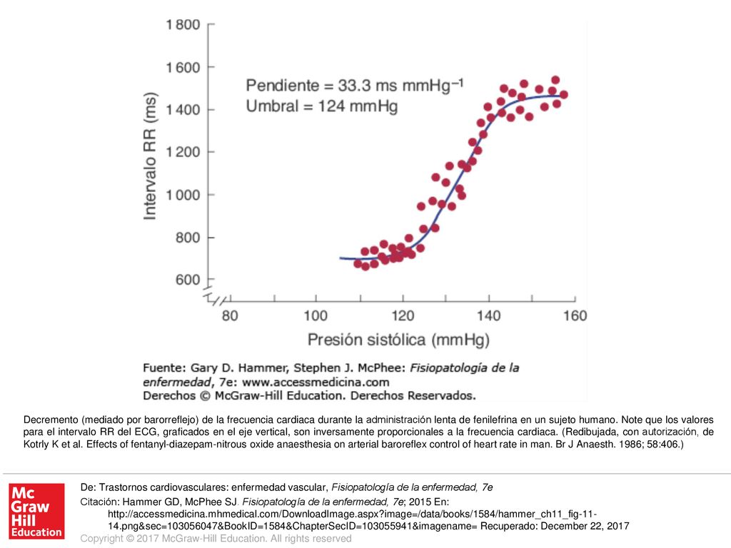 Decremento (mediado por barorreflejo) de la frecuencia cardiaca durante la administración lenta de fenilefrina en un sujeto humano. Note que los valores para el intervalo RR del ECG, graficados en el eje vertical, son inversamente proporcionales a la frecuencia cardiaca. (Redibujada, con autorización, de Kotrly K et al. Effects of fentanyl-diazepam-nitrous oxide anaesthesia on arterial baroreflex control of heart rate in man. Br J Anaesth. 1986; 58:406.)