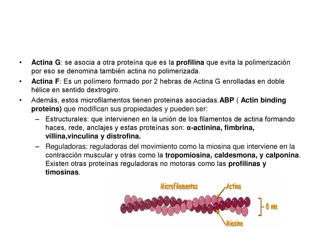 Actina G: se asocia a otra proteína que es la profilina que evita la polimerización por eso se denomina también actina no polimerizada.
