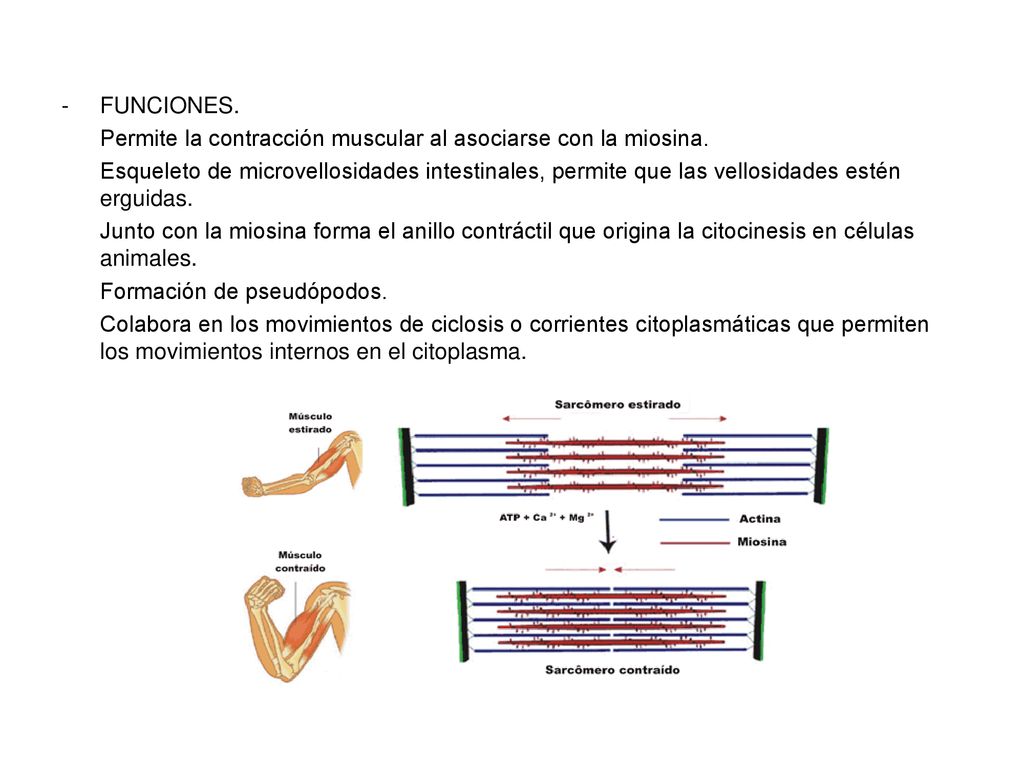 FUNCIONES. Permite la contracción muscular al asociarse con la miosina.