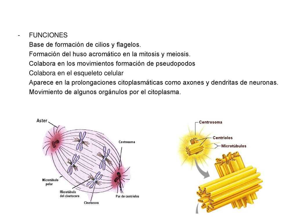 FUNCIONES Base de formación de cilios y flagelos. Formación del huso acromático en la mitosis y meiosis.