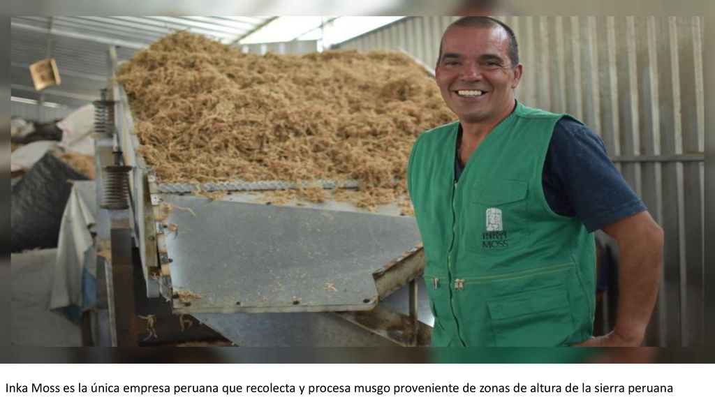 Inka Moss es la única empresa peruana que recolecta y procesa musgo proveniente de zonas de altura de la sierra peruana