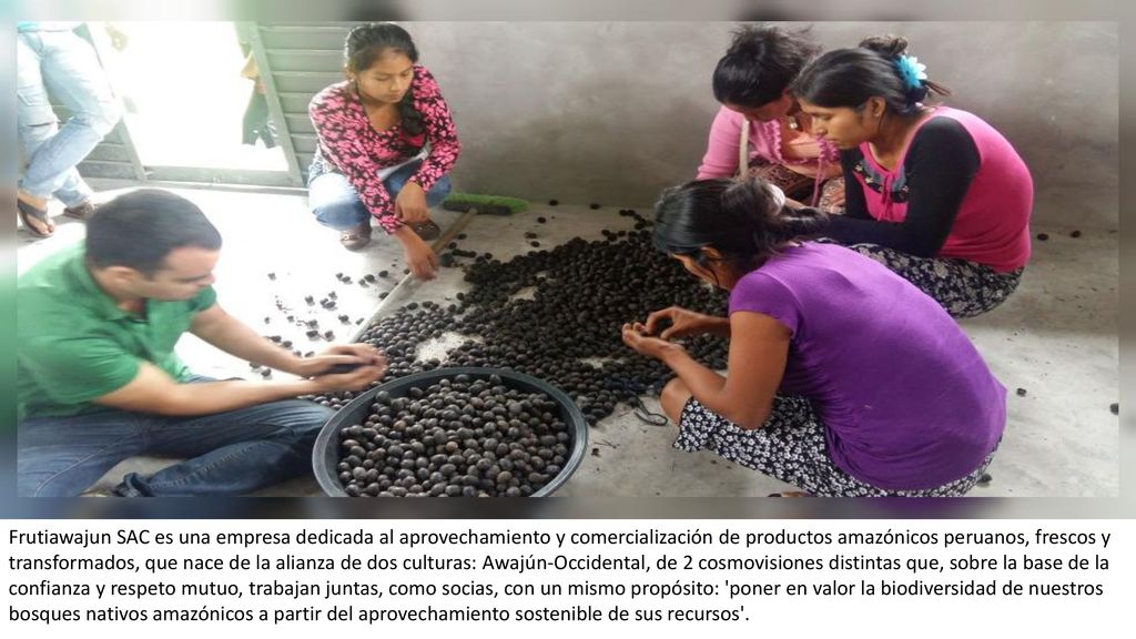 Frutiawajun SAC es una empresa dedicada al aprovechamiento y comercialización de productos amazónicos peruanos, frescos y transformados, que nace de la alianza de dos culturas: Awajún-Occidental, de 2 cosmovisiones distintas que, sobre la base de la confianza y respeto mutuo, trabajan juntas, como socias, con un mismo propósito: poner en valor la biodiversidad de nuestros bosques nativos amazónicos a partir del aprovechamiento sostenible de sus recursos .