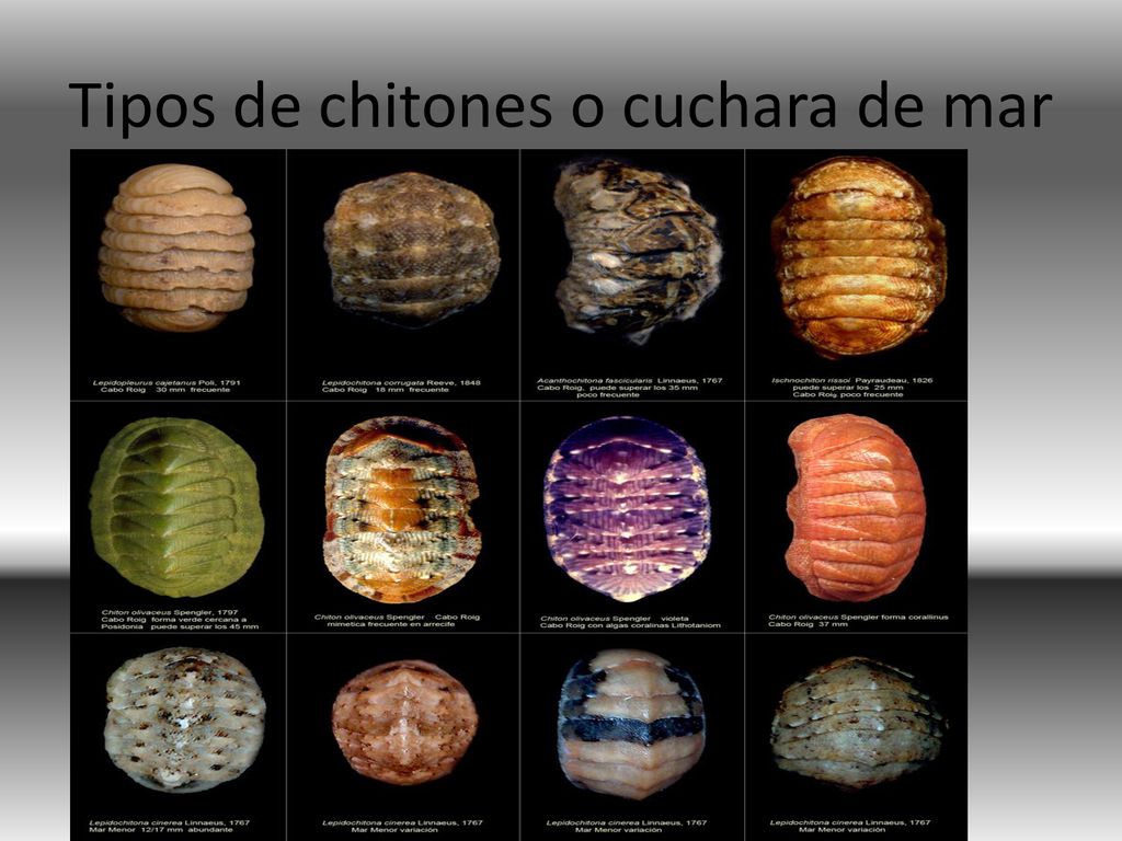 Tipos de chitones o cuchara de mar