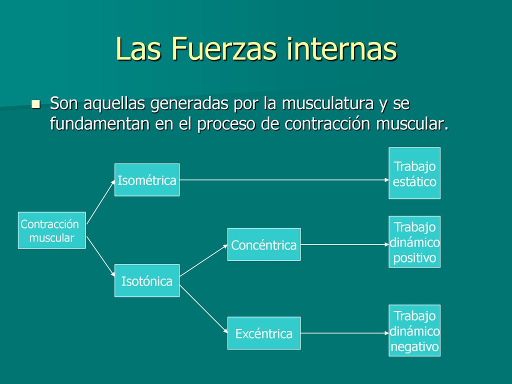 Las Fuerzas internas Son aquellas generadas por la musculatura y se fundamentan en el proceso de contracción muscular.